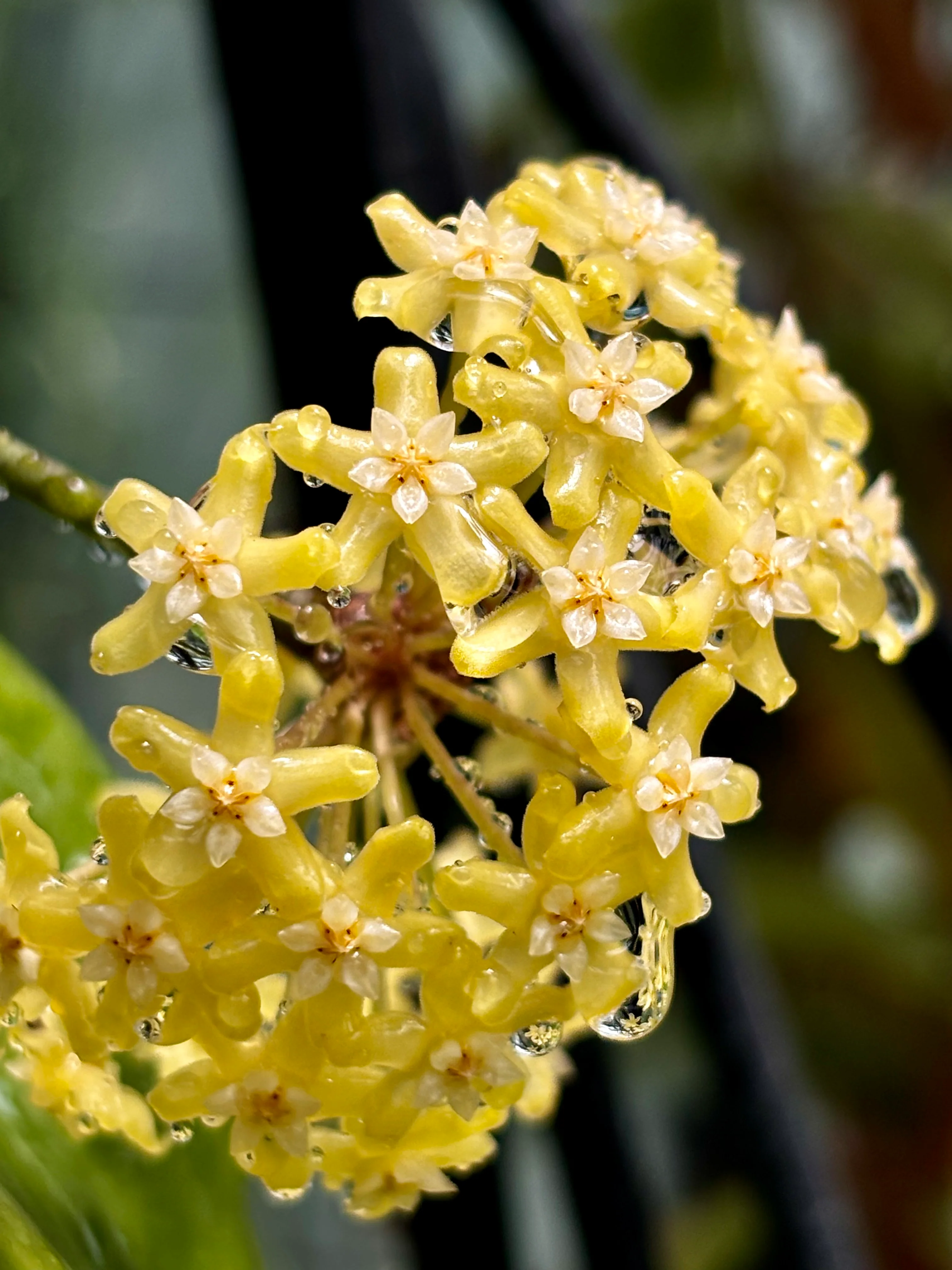 Hoya merrillii H20 - Image 6