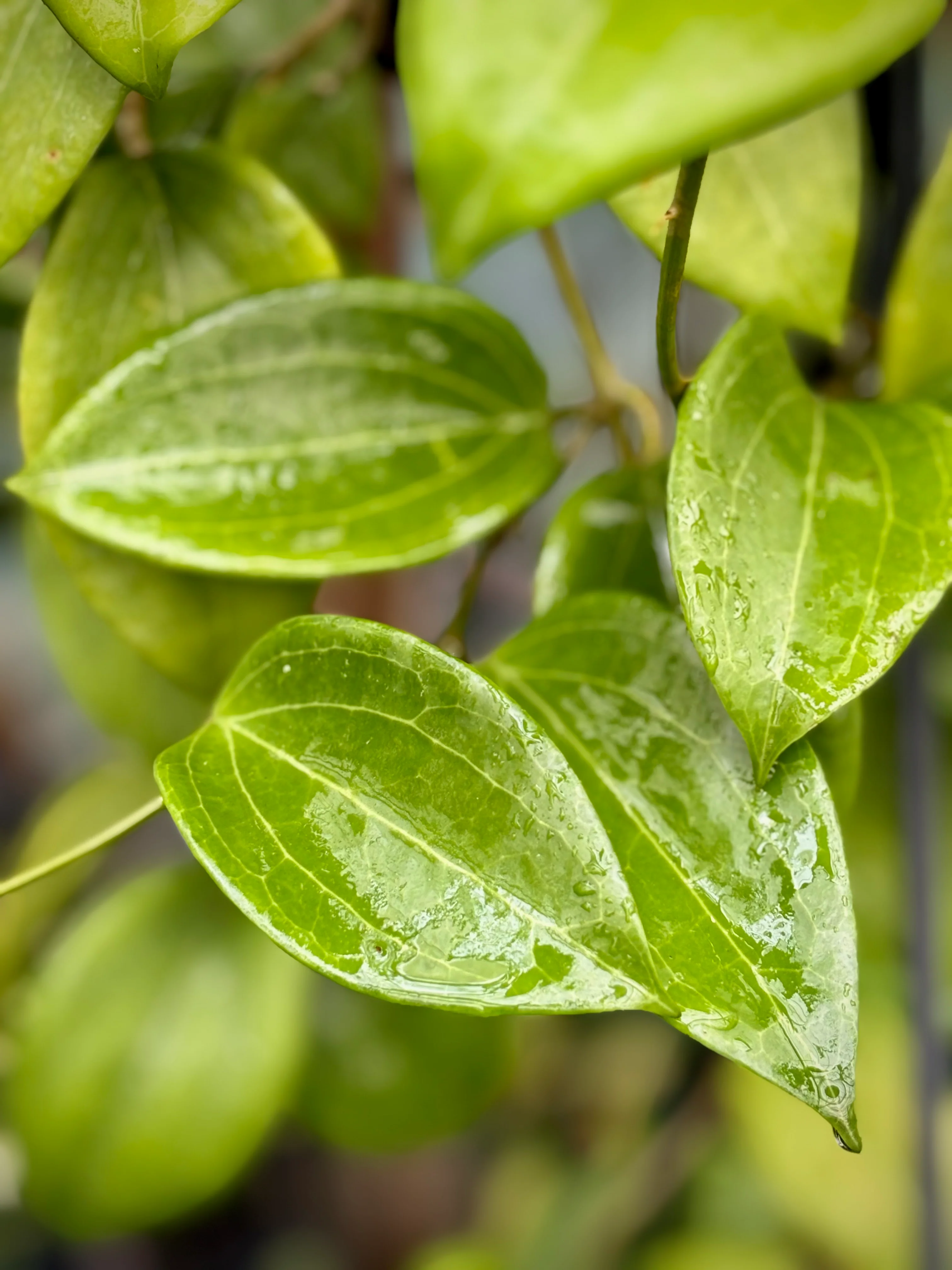 Hoya merrillii H20 - Image 8