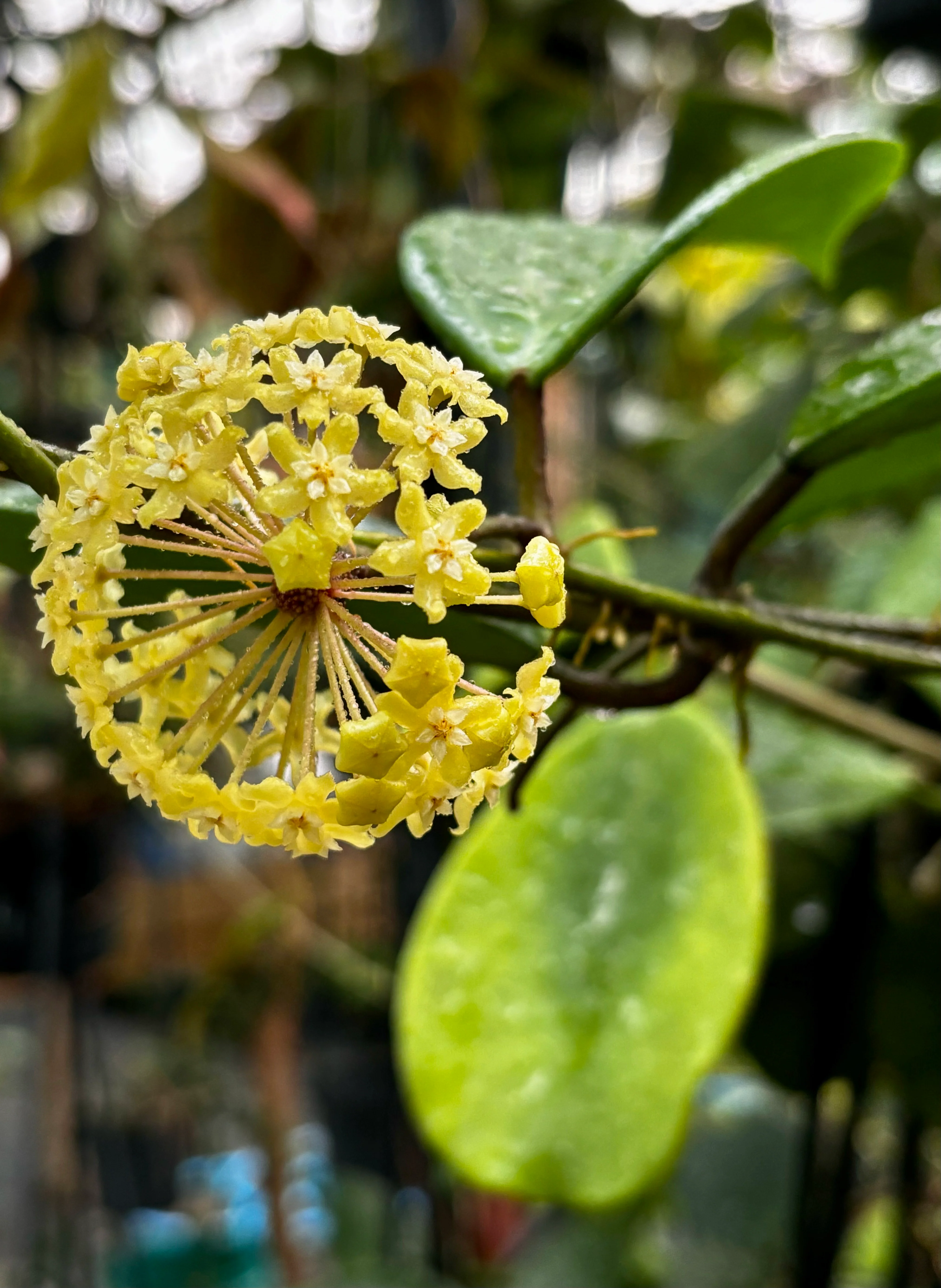 Hoya merrillii H20 - Image 9
