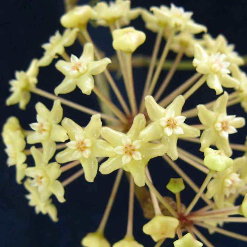Hoya merrillii Philippines IML 0850 H129