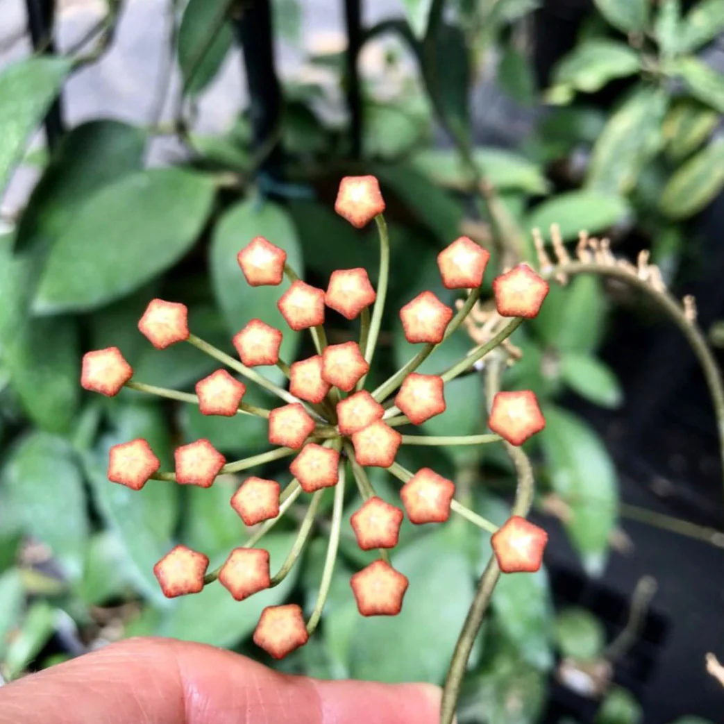 Hoya micrantha India IML 0100 H338 - Image 2