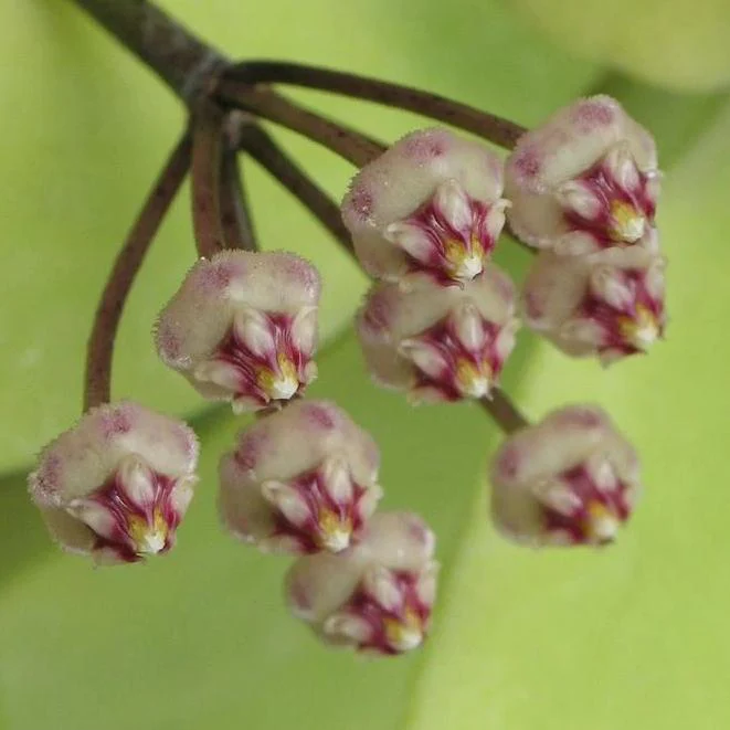 Hoya micrantha Thailand IML 1442 H243 - Image 3