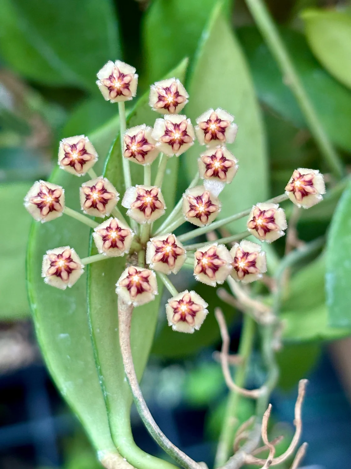Hoya micrantha Thailand IML 1442 H243 - Image 5