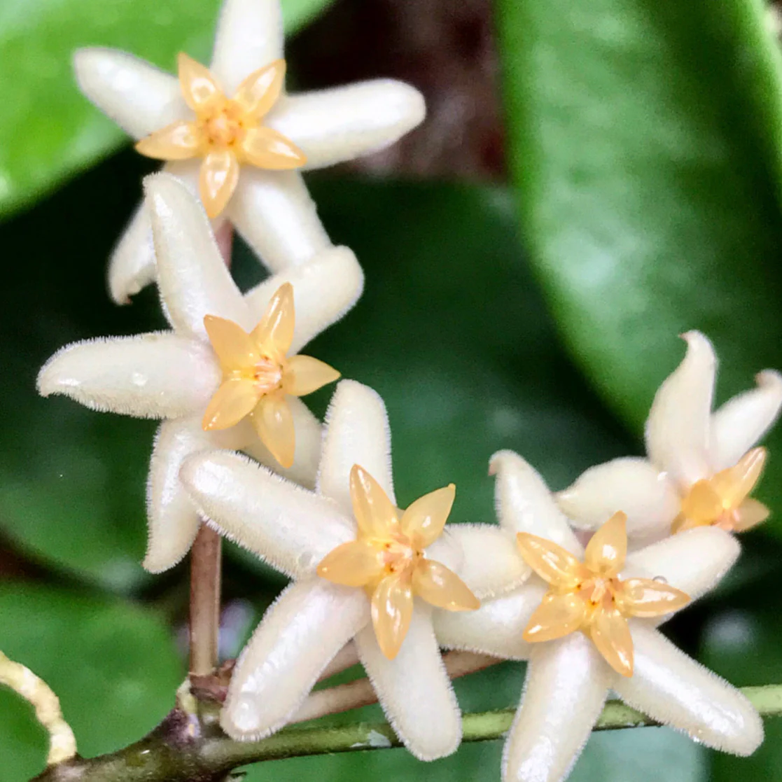 Hoya minahassae IML 1863 H259 - Image 3