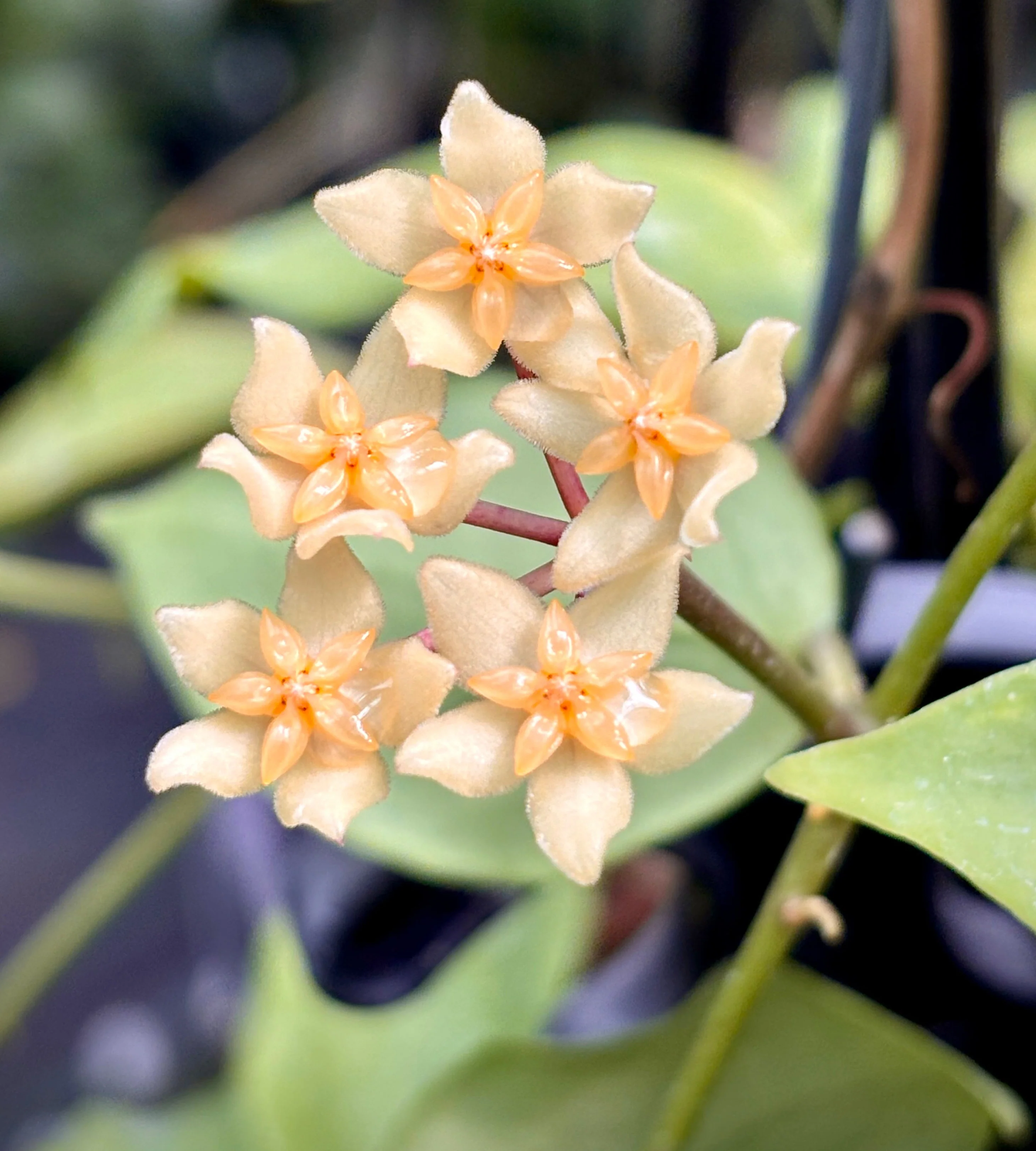 Hoya minahassae IML 1863 H259 - Image 6