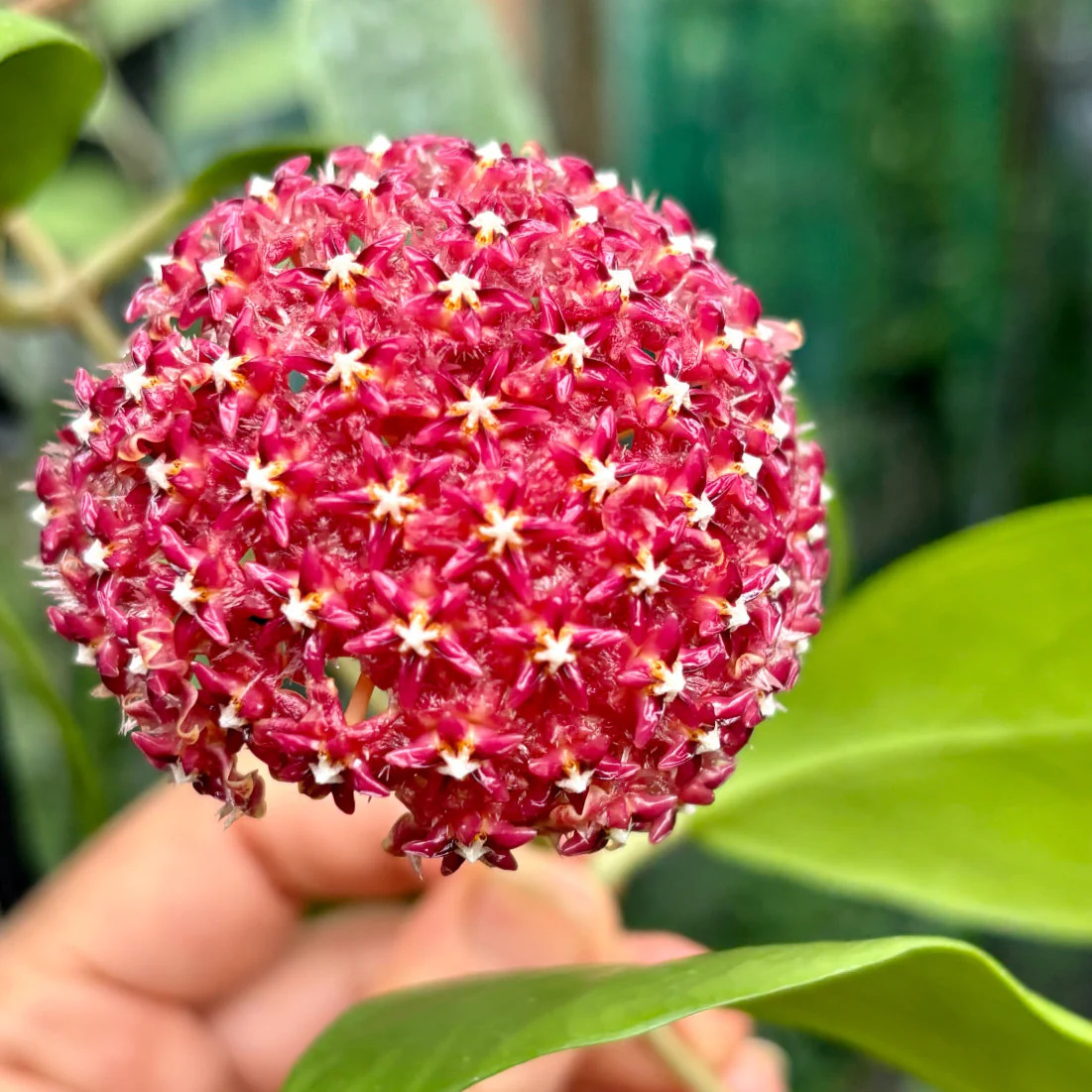 Hoya mindorensis H40 - Image 10