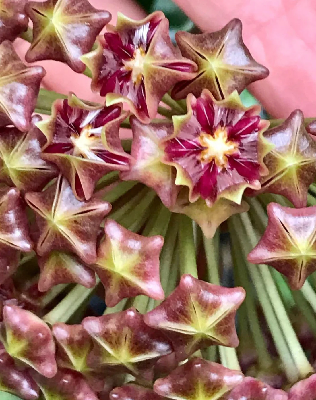 Hoya mindorensis H40 - Image 11