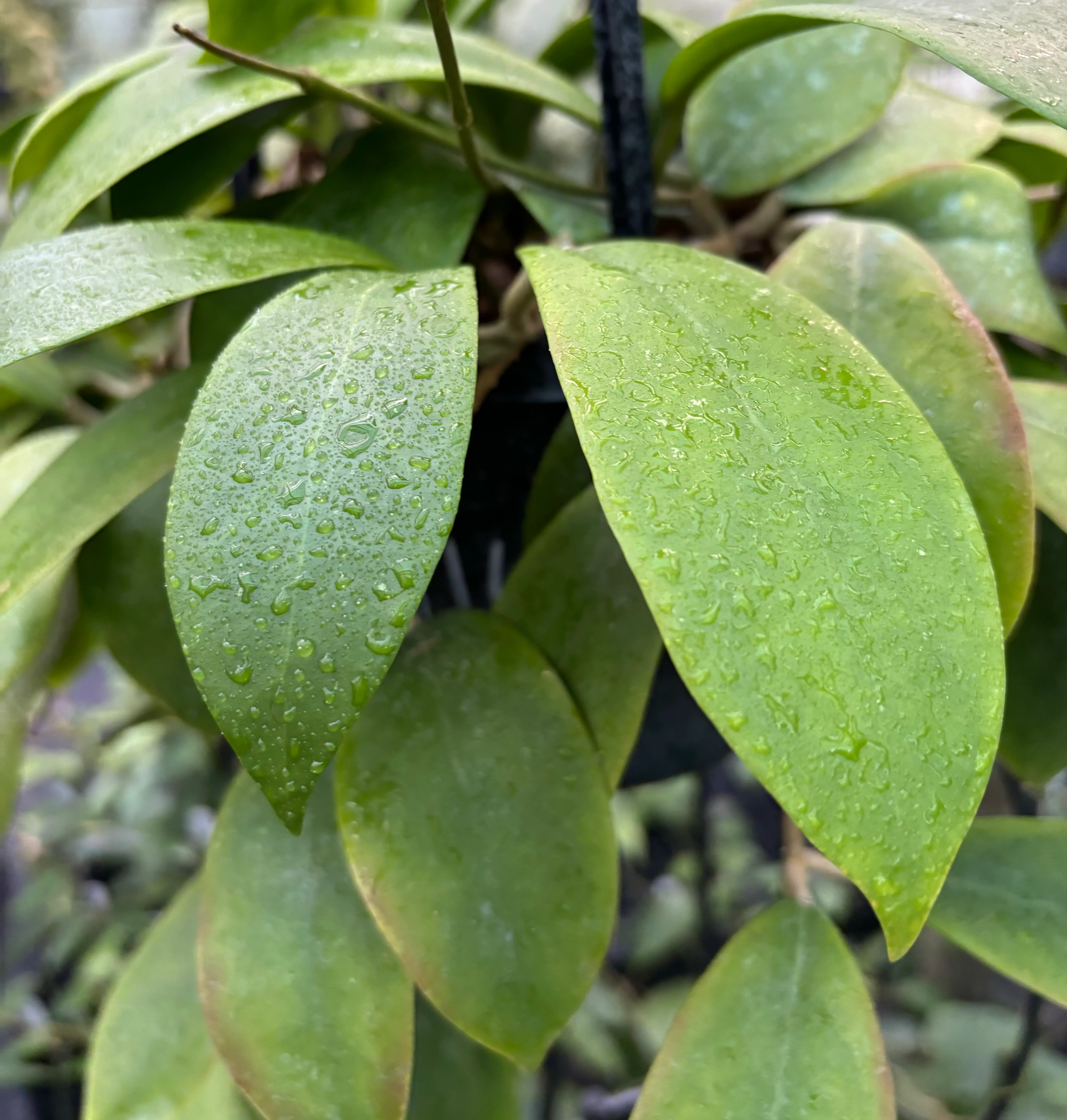 Hoya mindorensis H40 - Image 12