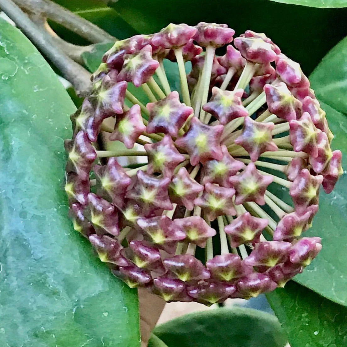 Hoya mindorensis H40 - Image 14