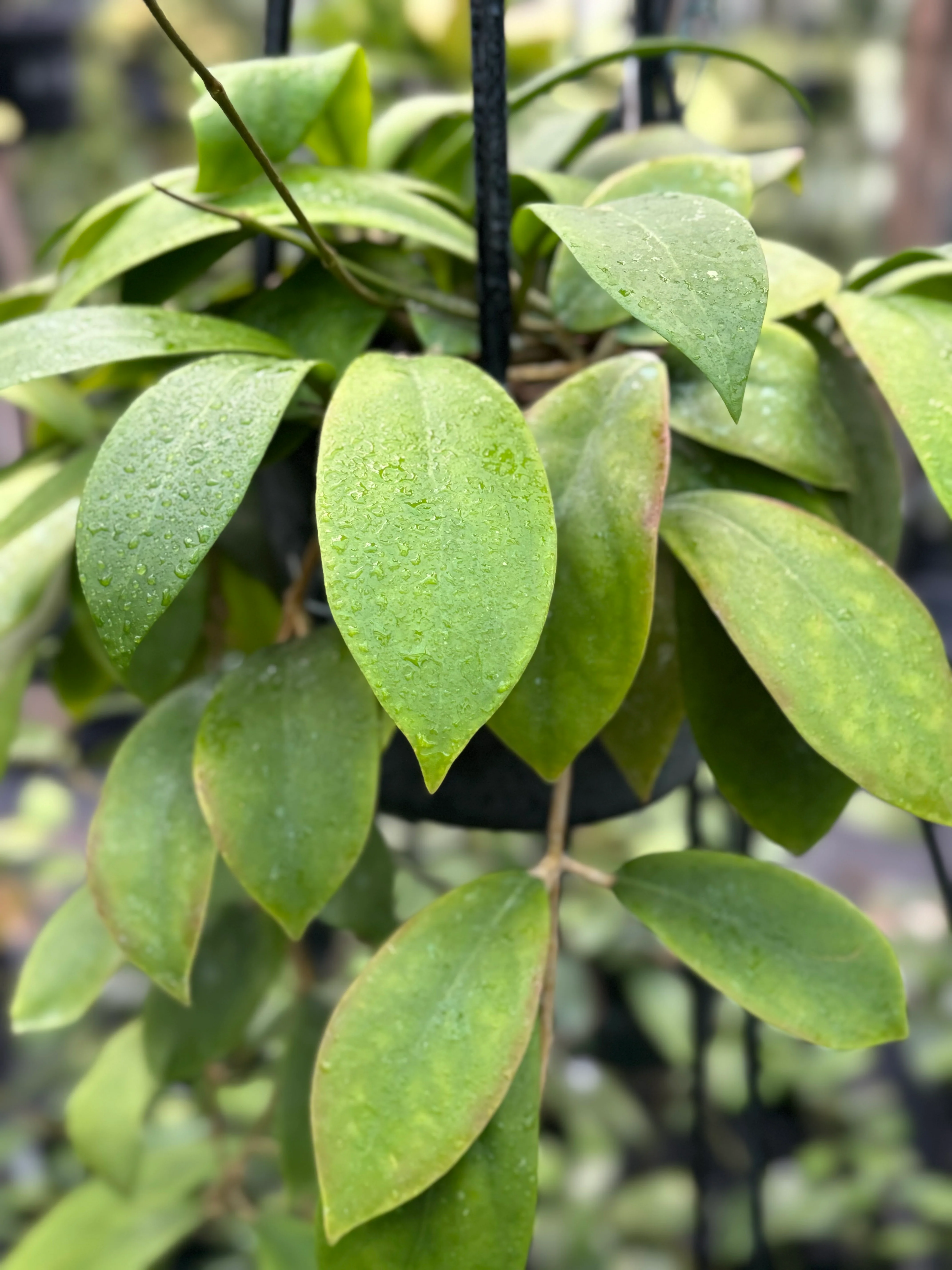 Hoya mindorensis H40 - Image 2
