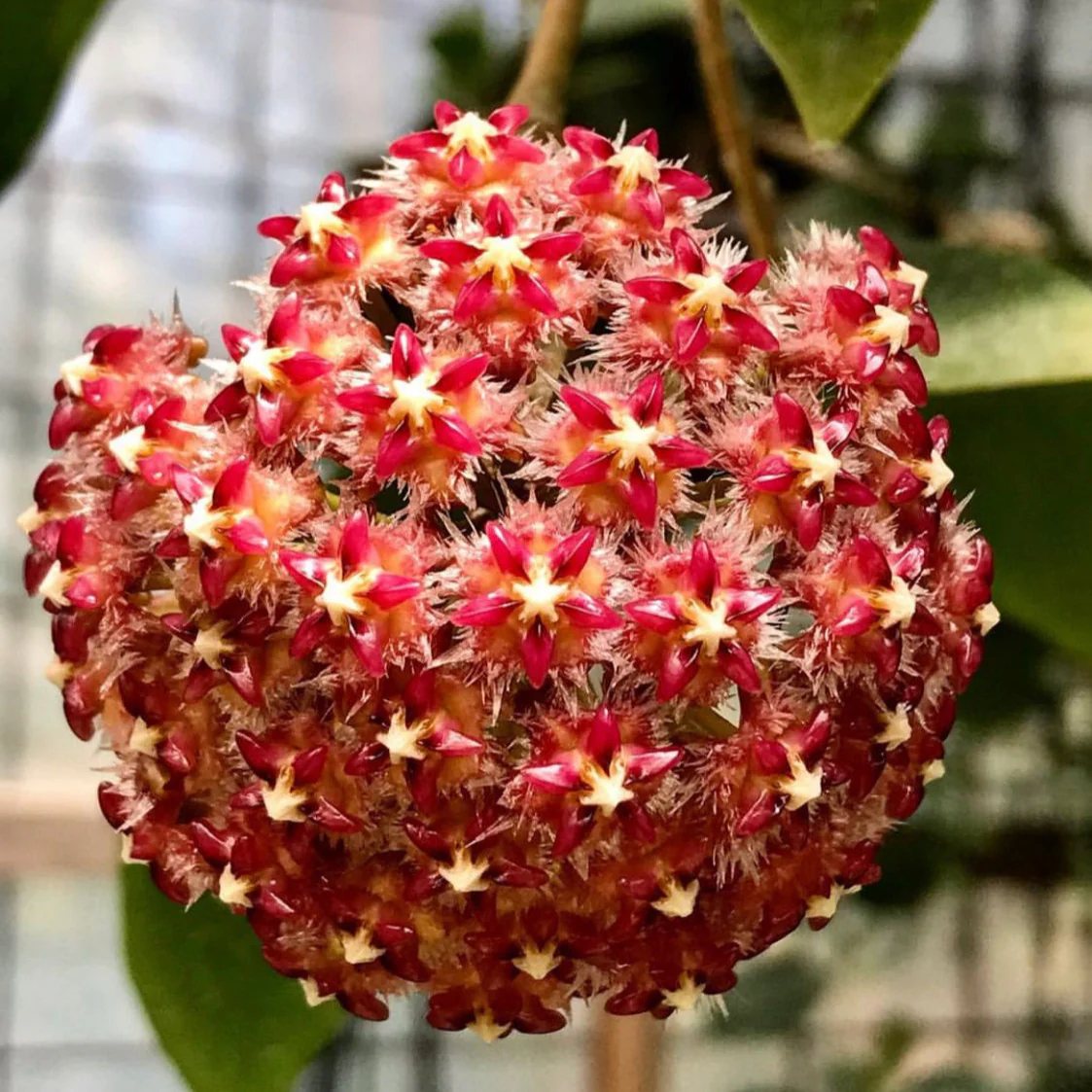 Hoya mindorensis H40 - Image 3