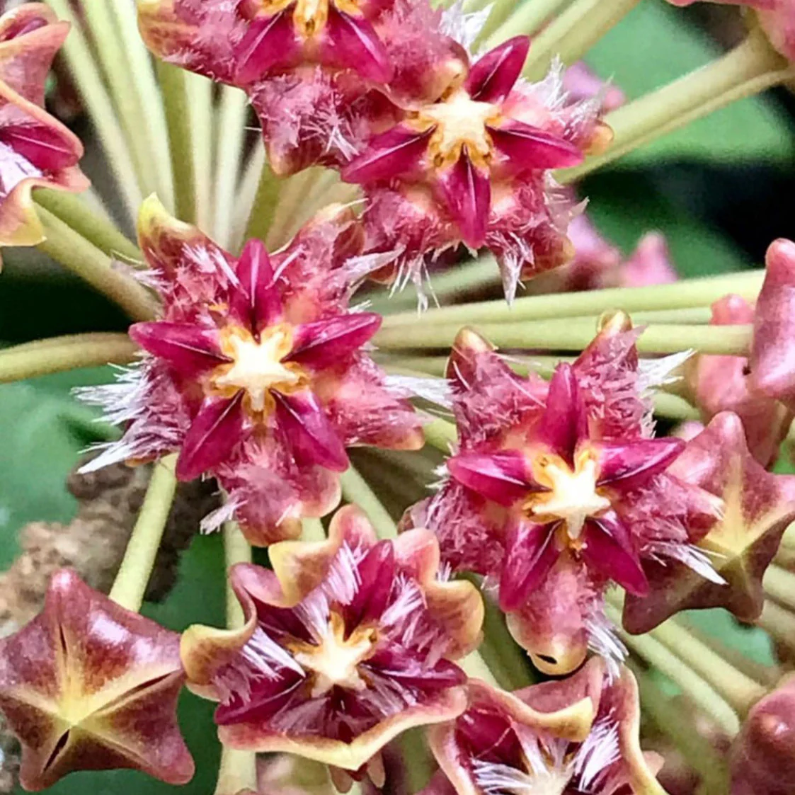 Hoya mindorensis H40 - Image 4
