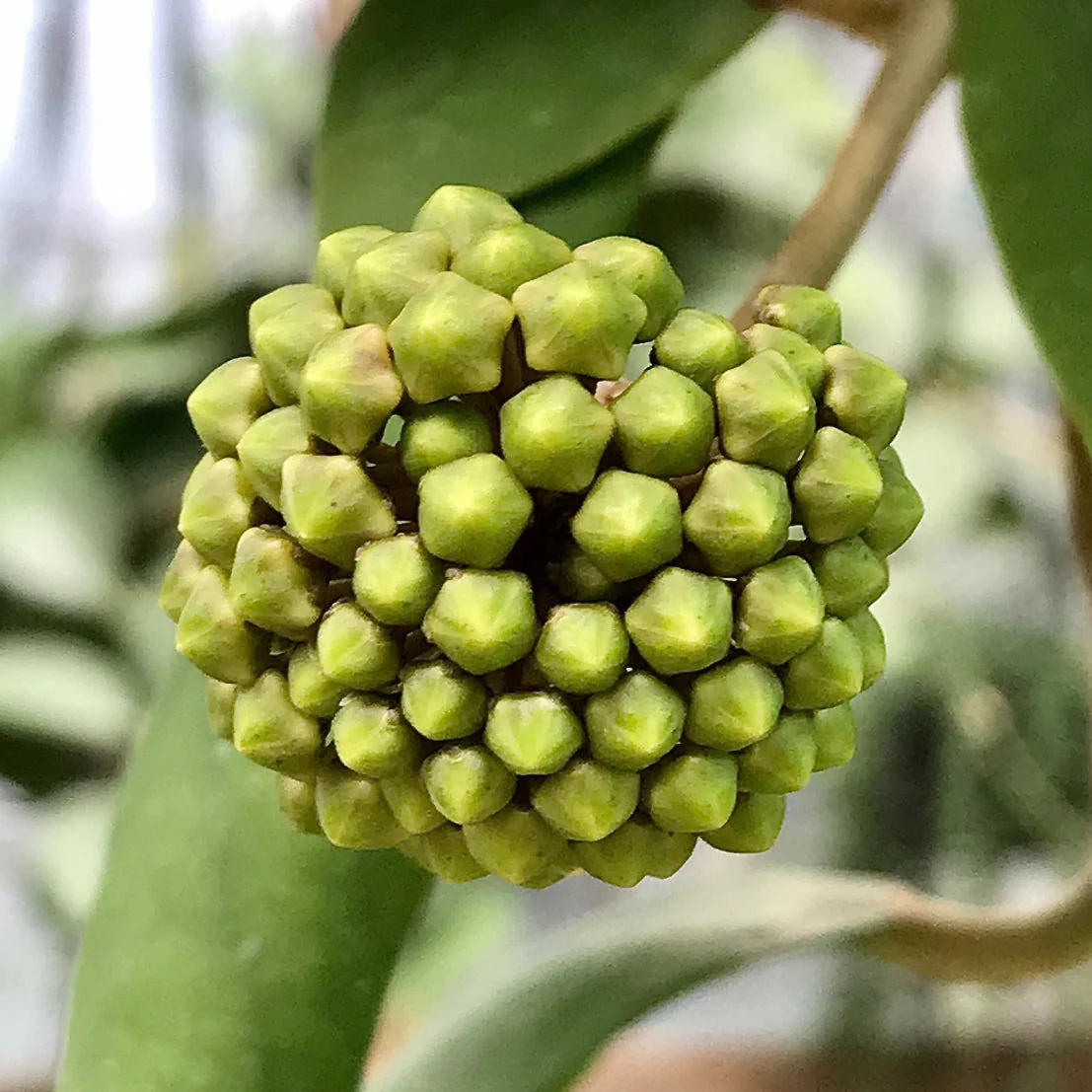 Hoya mindorensis H40 - Image 5