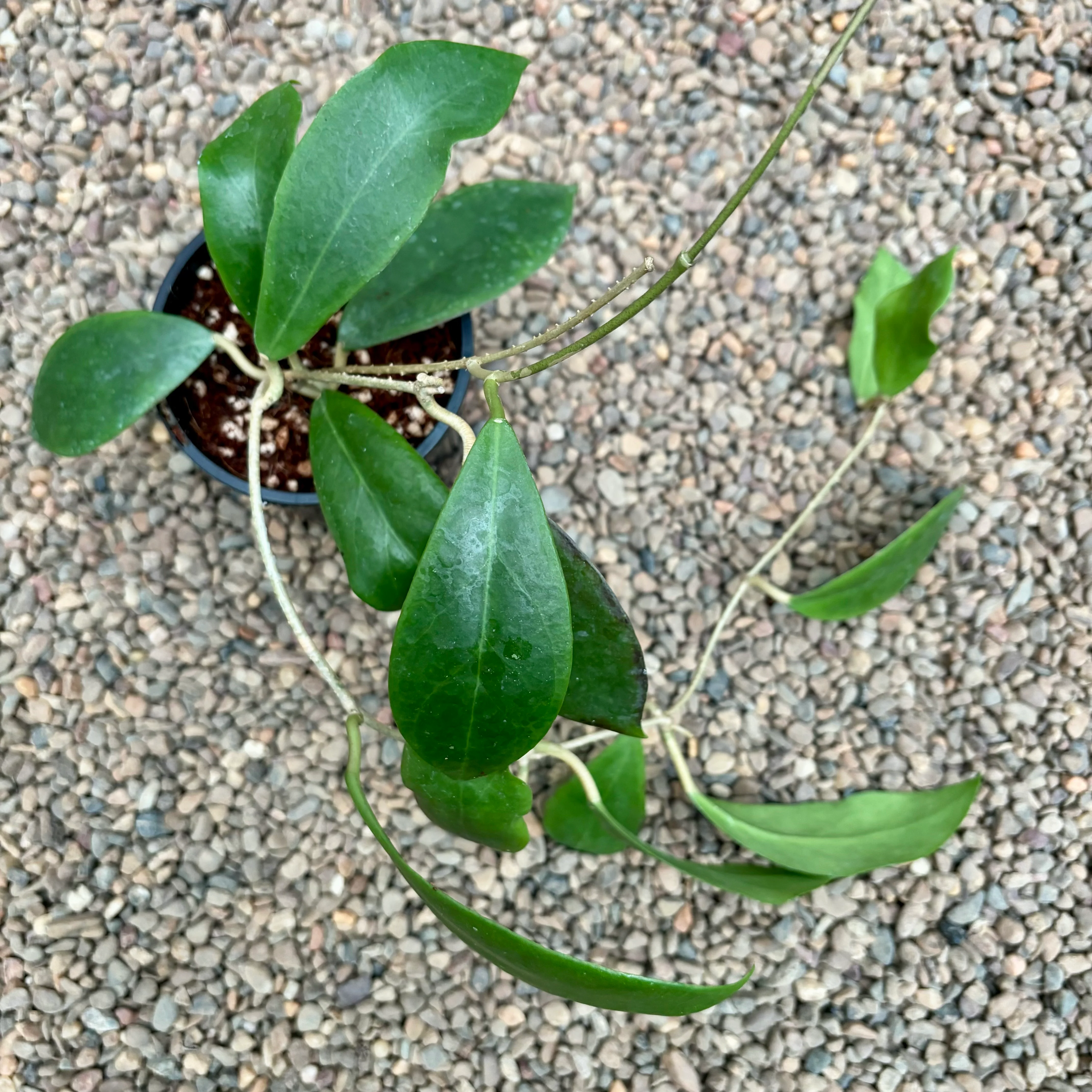 Hoya mindorensis H40 - Image 6