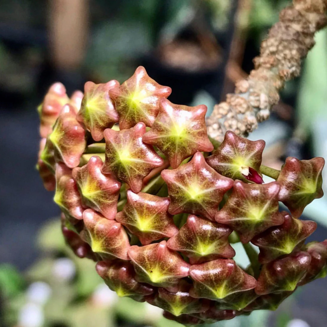 Hoya mindorensis H40 - Image 7