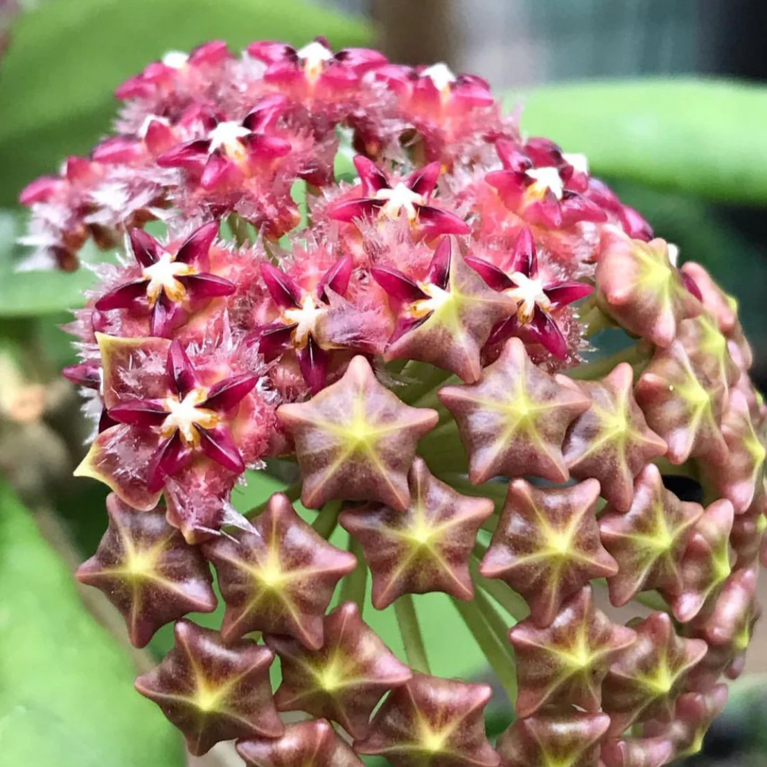 Hoya mindorensis H40 - Image 8