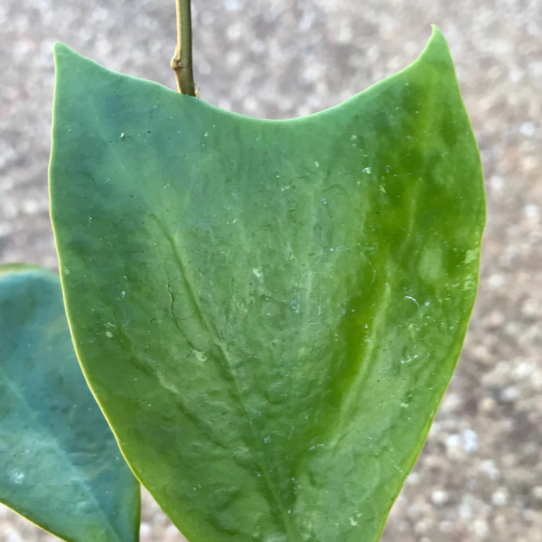 Hoya mindorensis H40 - Image 9