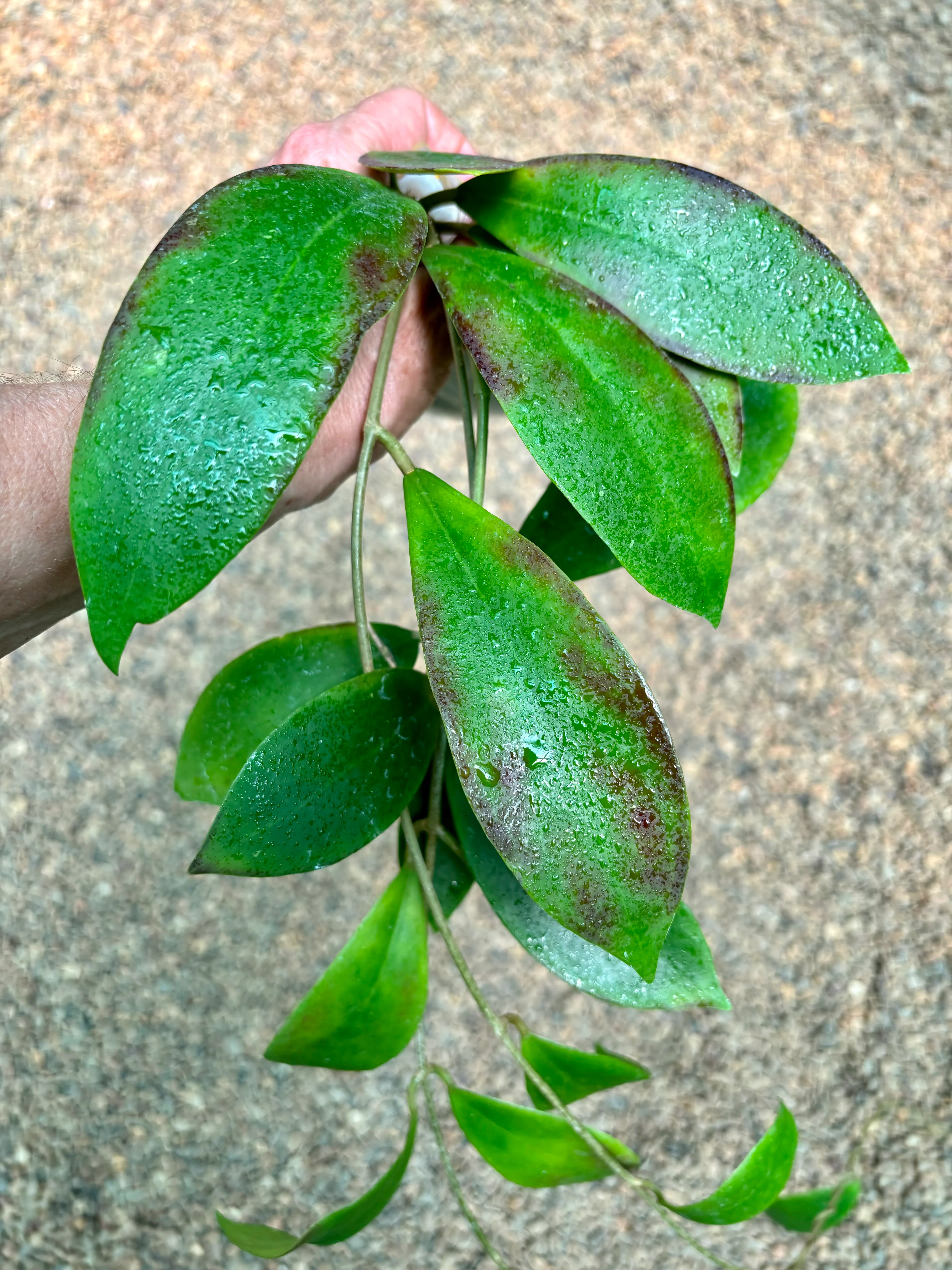 Hoya mindorensis ssp. Superba IML 0768 H169 - Image 12