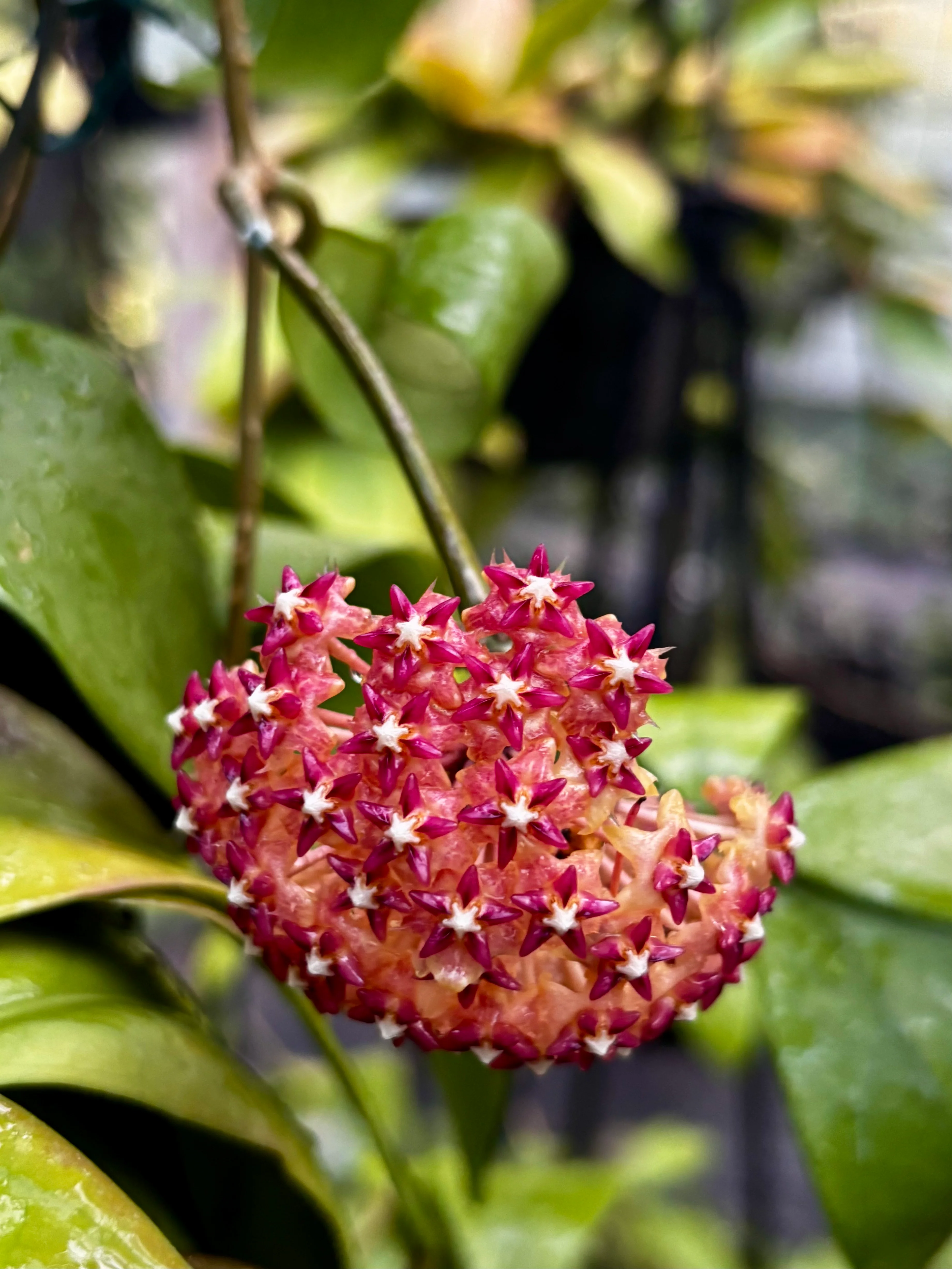 Hoya mindorensis ssp. Superba IML 0768 H169 - Image 13