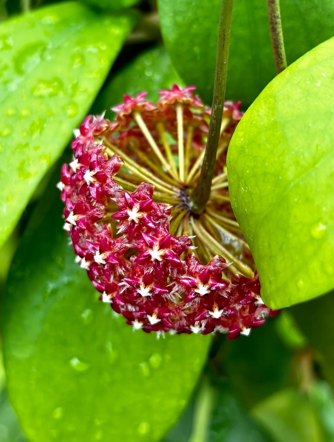 Hoya mindorensis ssp. Superba IML 0768 H169 - Image 16