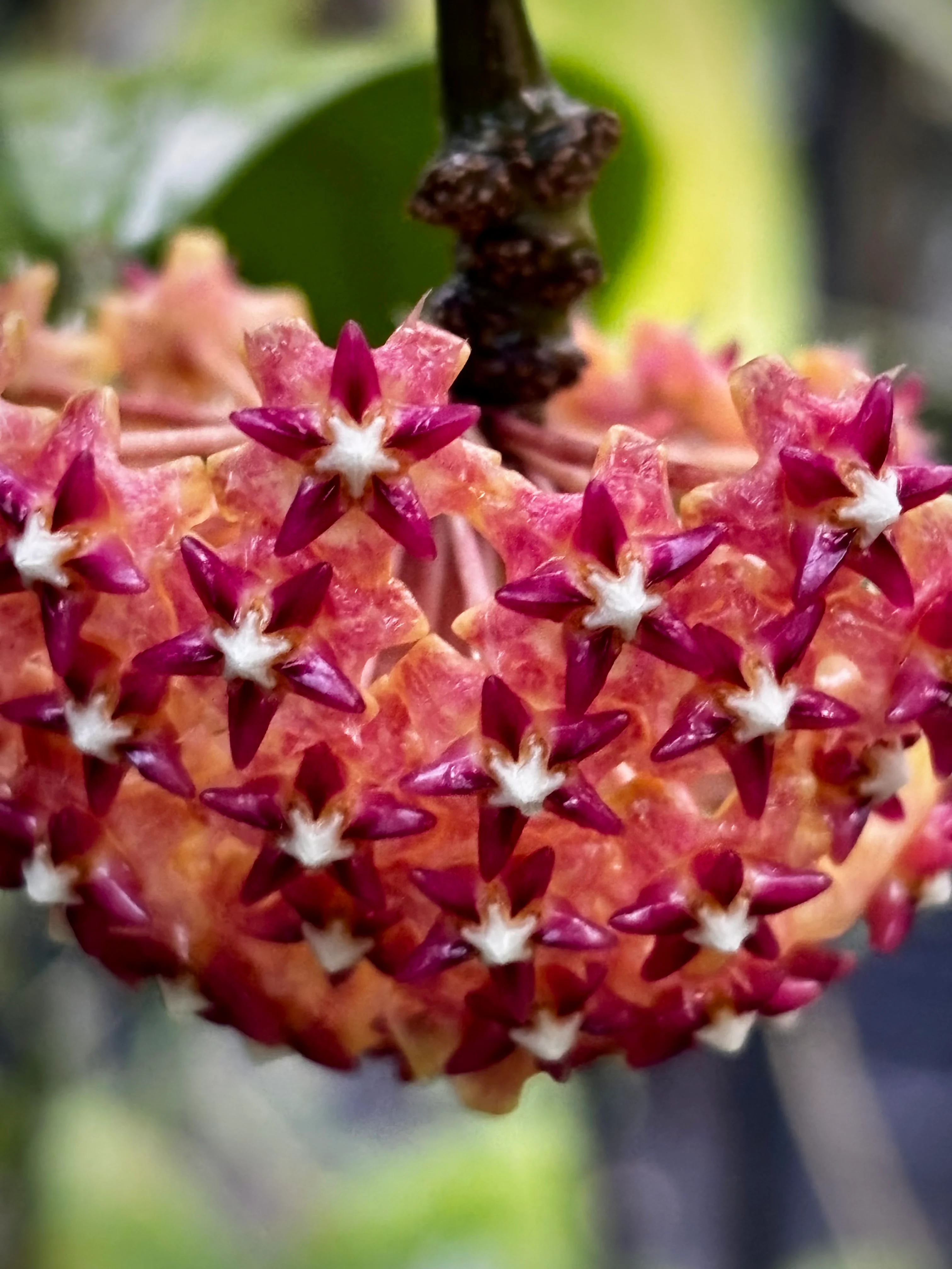 Hoya mindorensis ssp. Superba IML 0768 H169 - Image 3