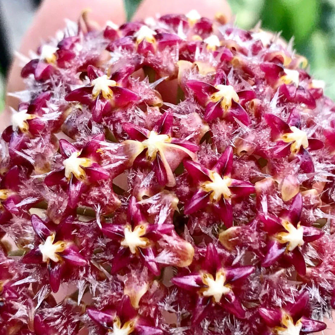 Hoya mindorensis ssp. Superba IML 0768 H169 - Image 5