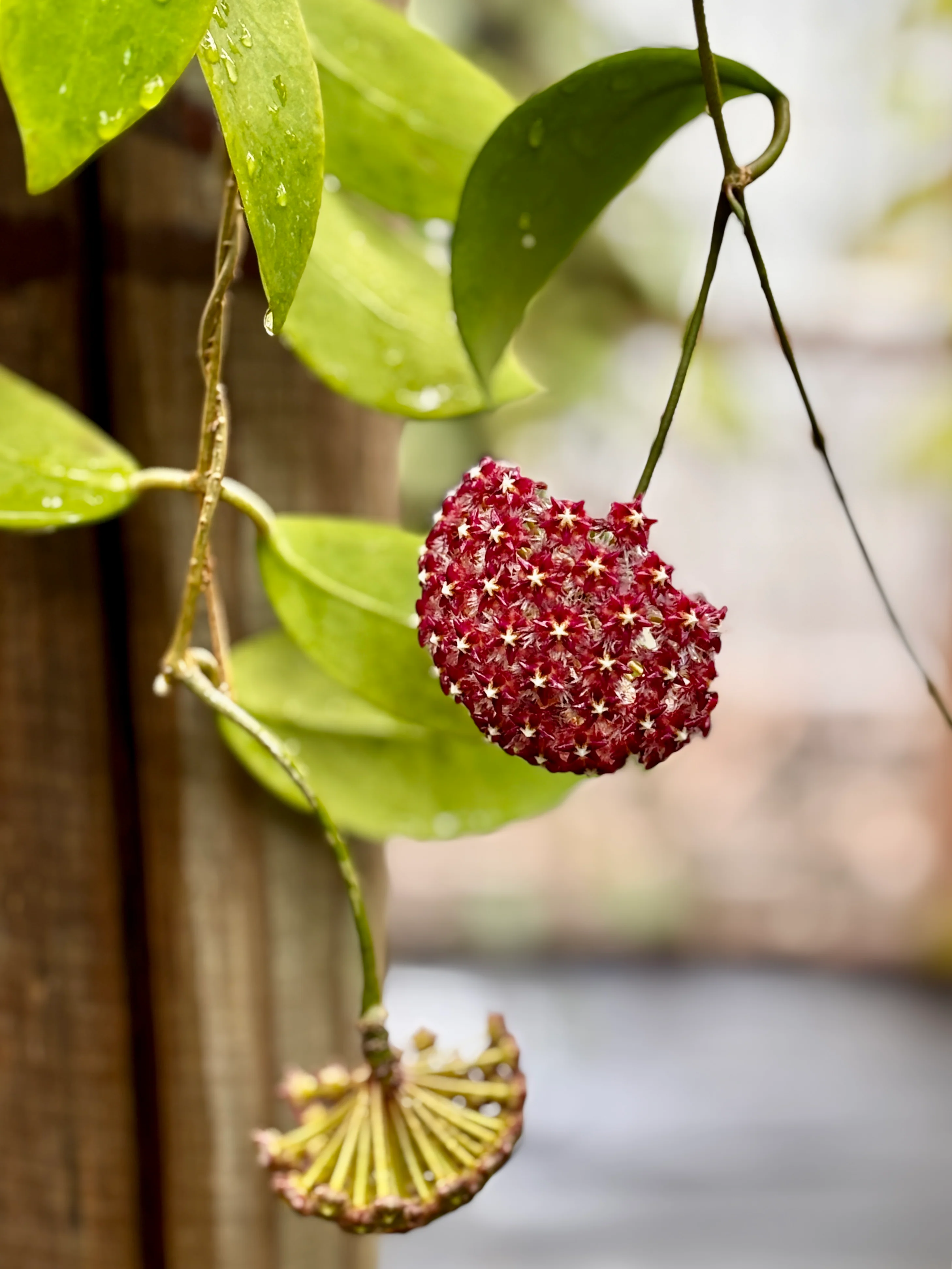 Hoya mindorensis ssp. Superba IML 0768 H169 - Image 8