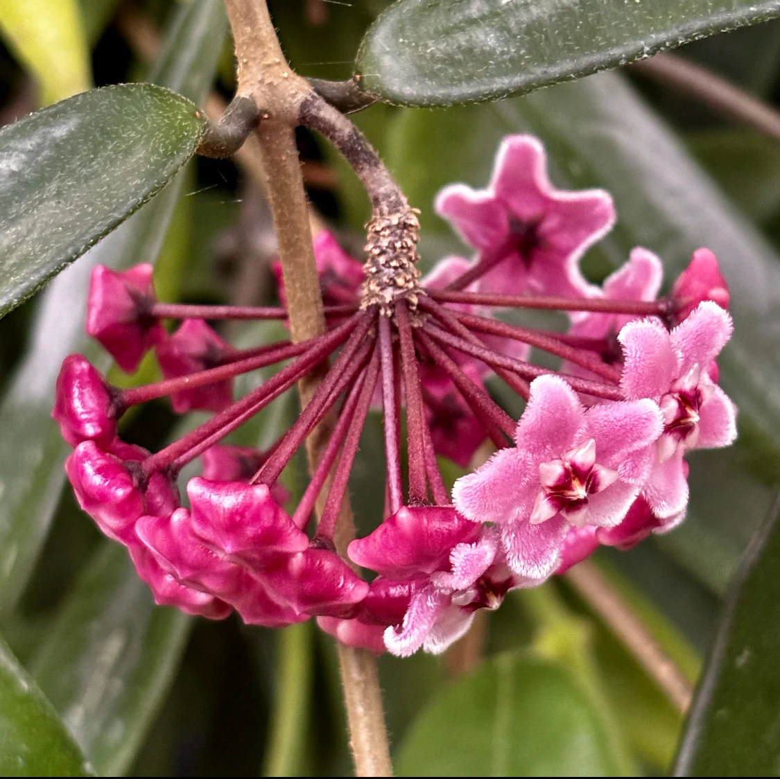 Hoya 'Minibelle' H14 - Image 3