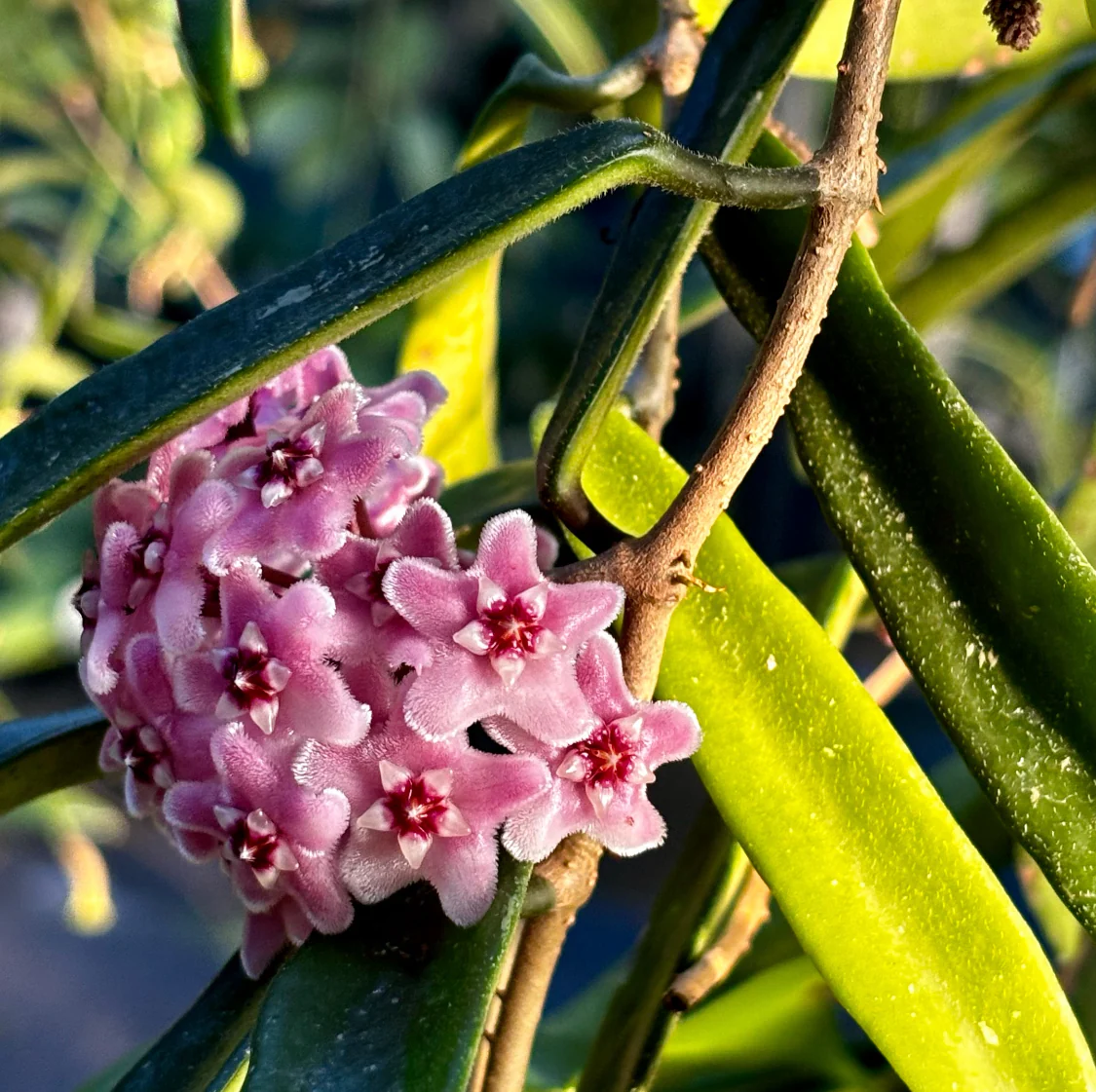 Hoya 'Minibelle' H14 - Image 5
