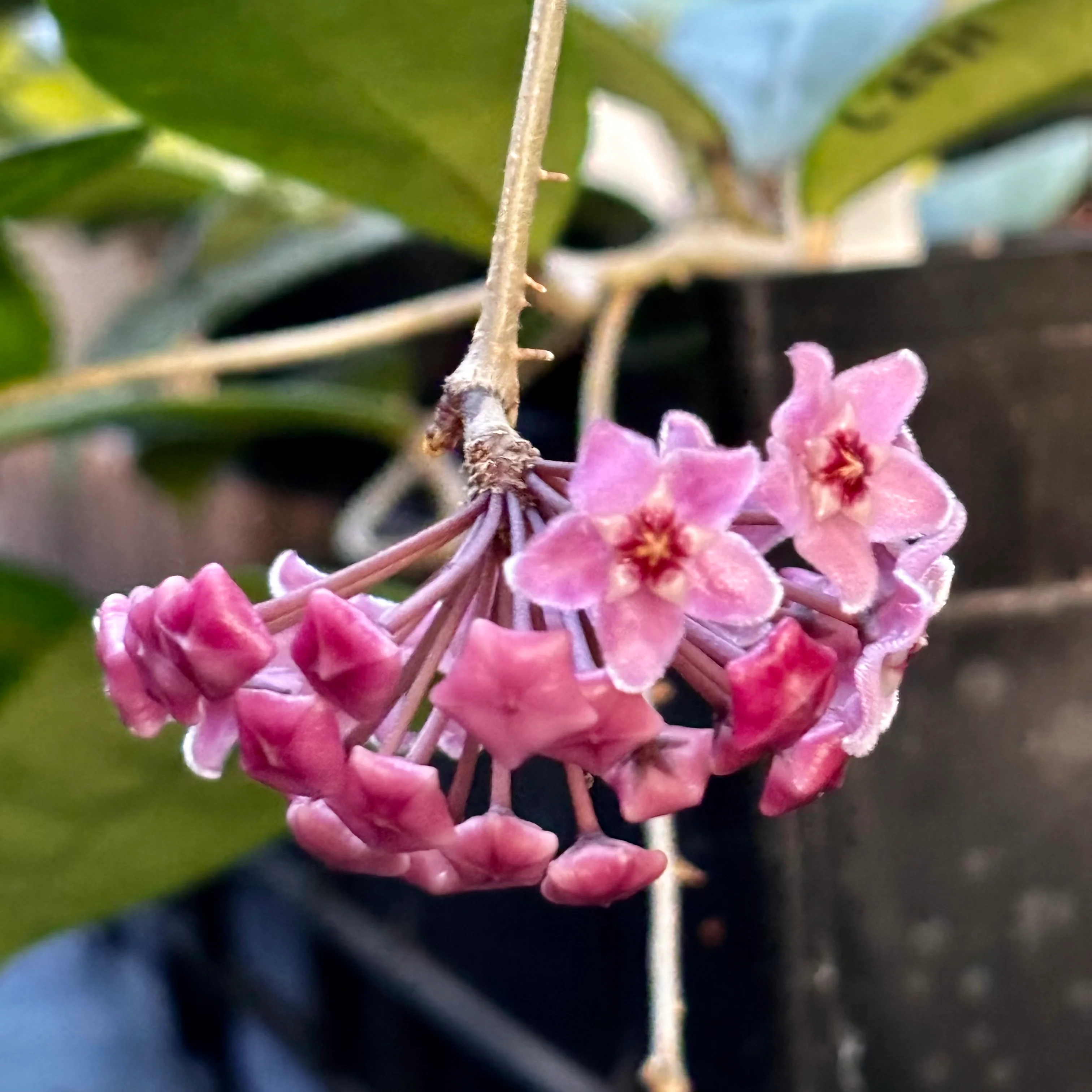 Hoya 'Minibelle' H14 - Image 6