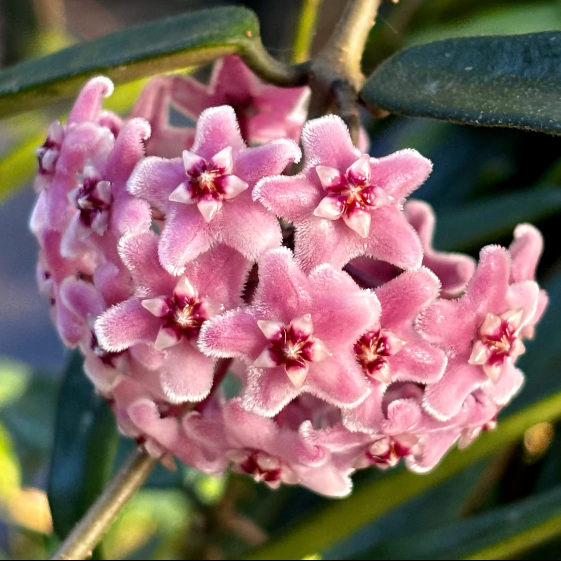 Hoya 'Minibelle' H14 - Image 7