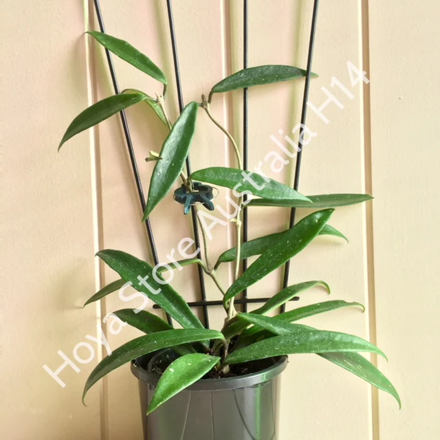 Hoya 'Minibelle' H14 - Image 9