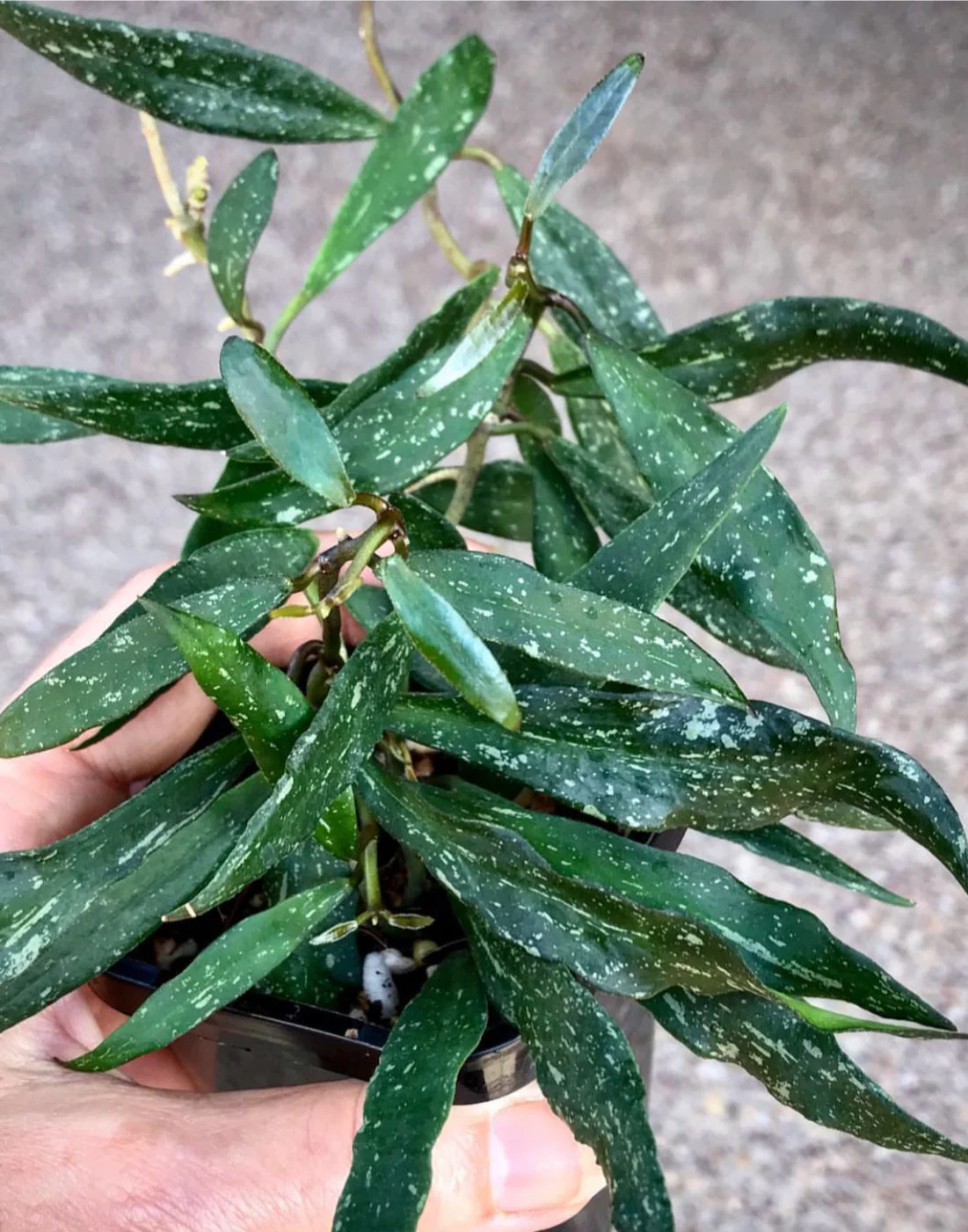 Hoya mirabilis H360 - Image 3