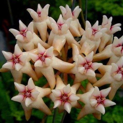 Hoya mitrata IML 1563 H110