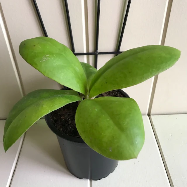 Hoya mitrata IML 1563 H110 - Image 12