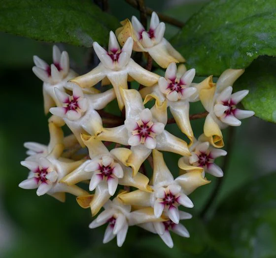 Hoya mitrata IML 1563 H110 - Image 4