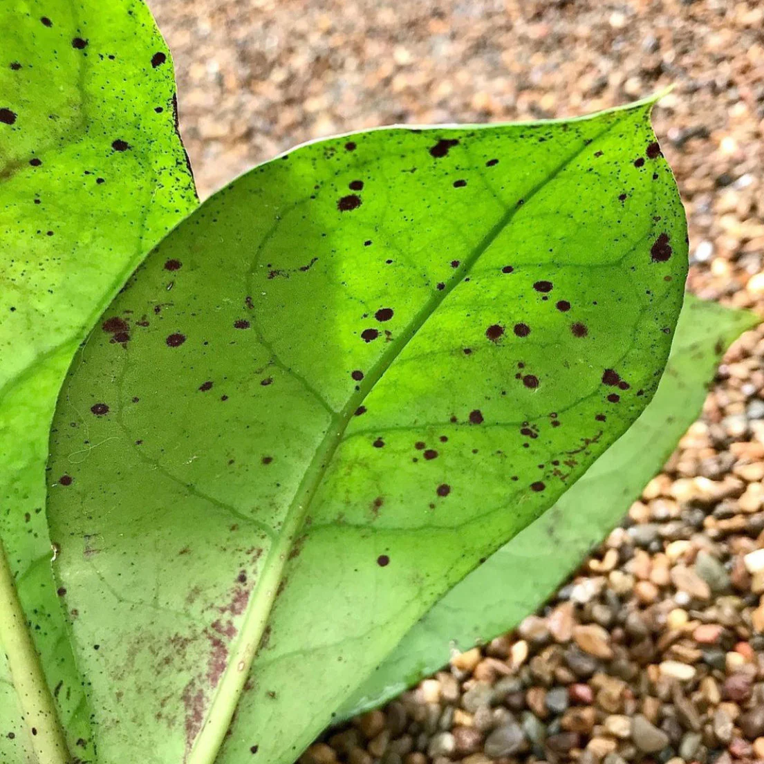 Hoya mitrata IML 1563 H110 - Image 8