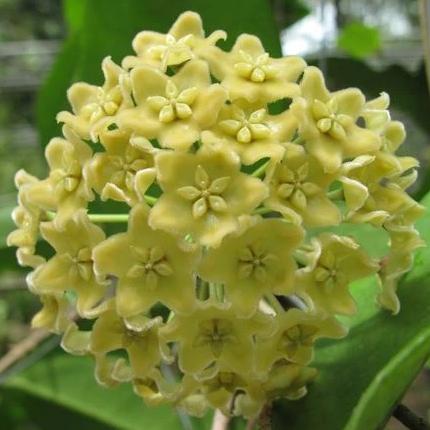 Hoya montana IML 1016 H250 - Image 2