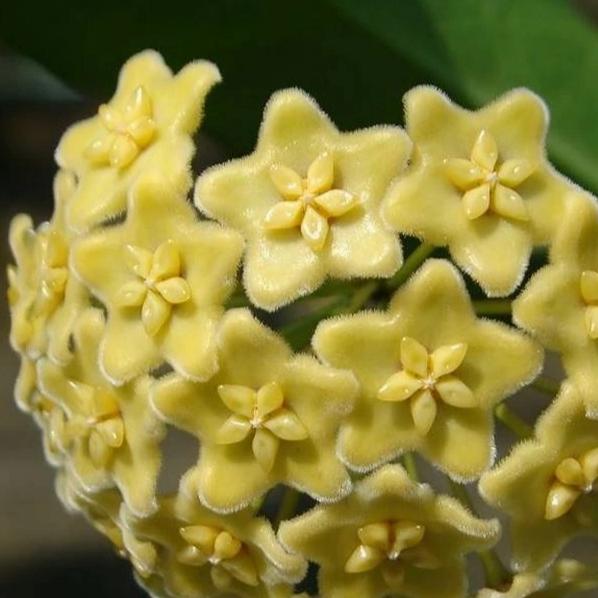 Hoya montana IML 1016 H250 - Image 5