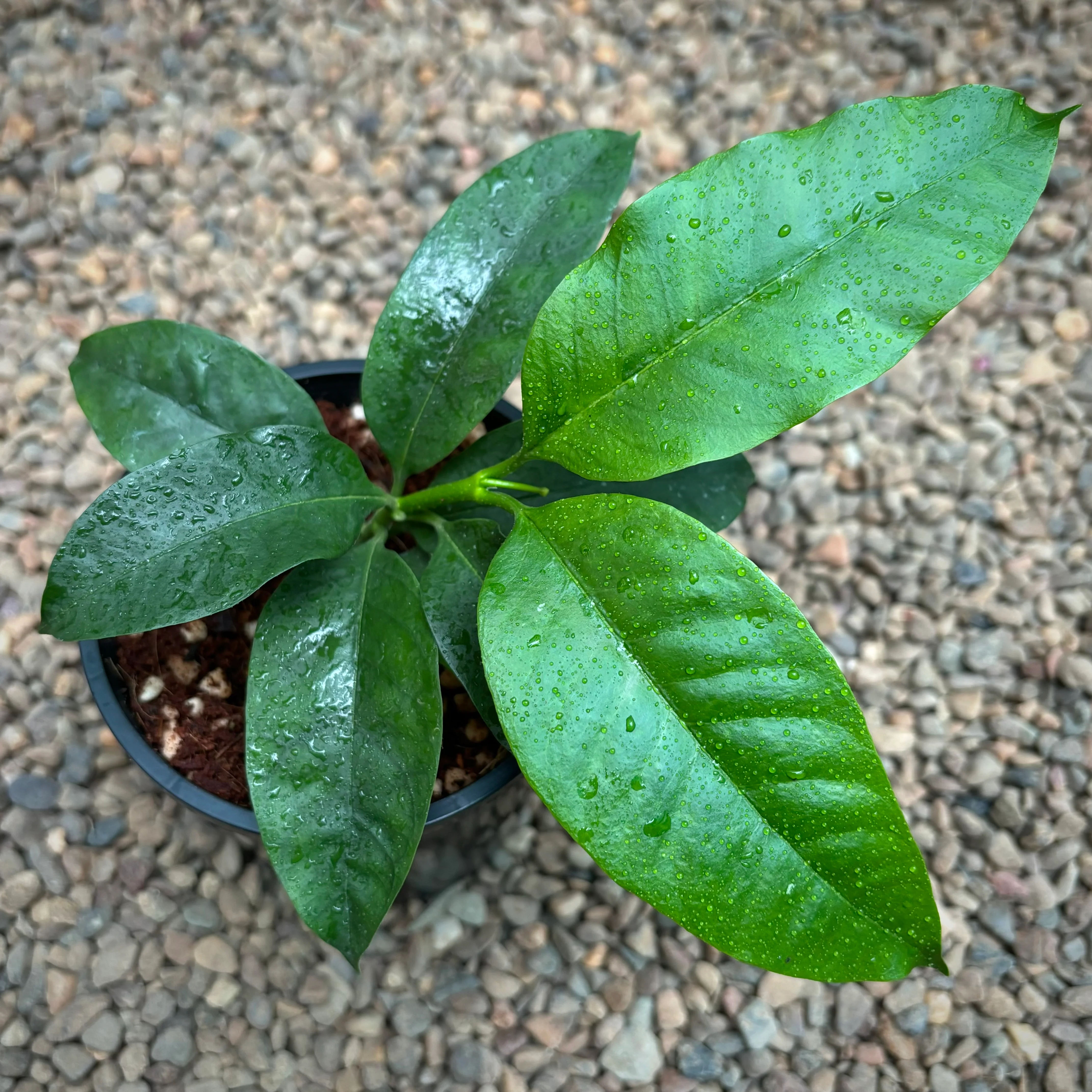 Hoya multiflora H16 - Image 11
