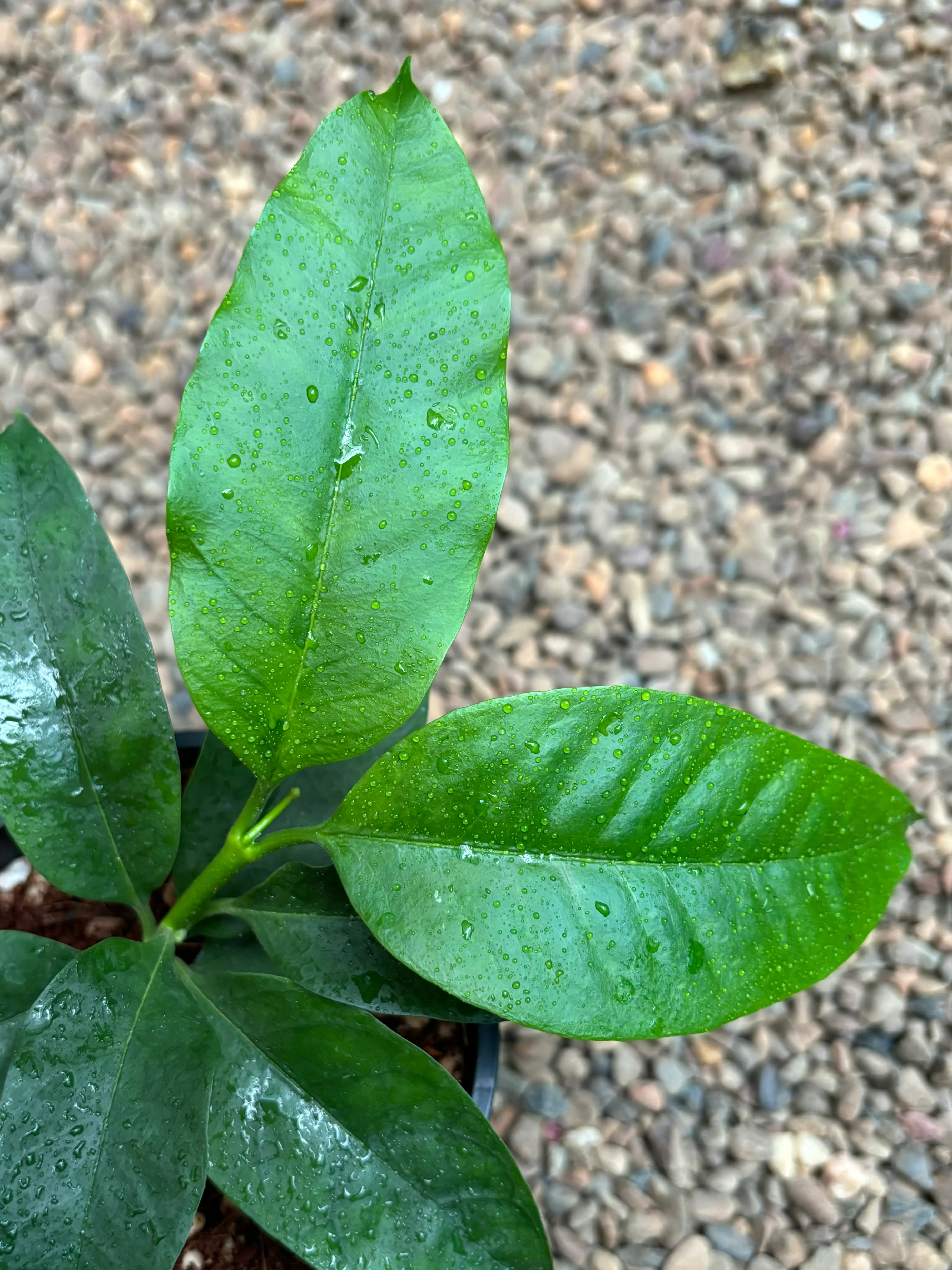 Hoya multiflora H16 - Image 2