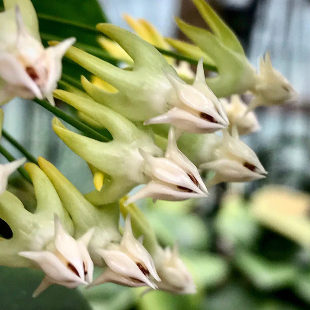 Hoya multiflora H16 - Image 3