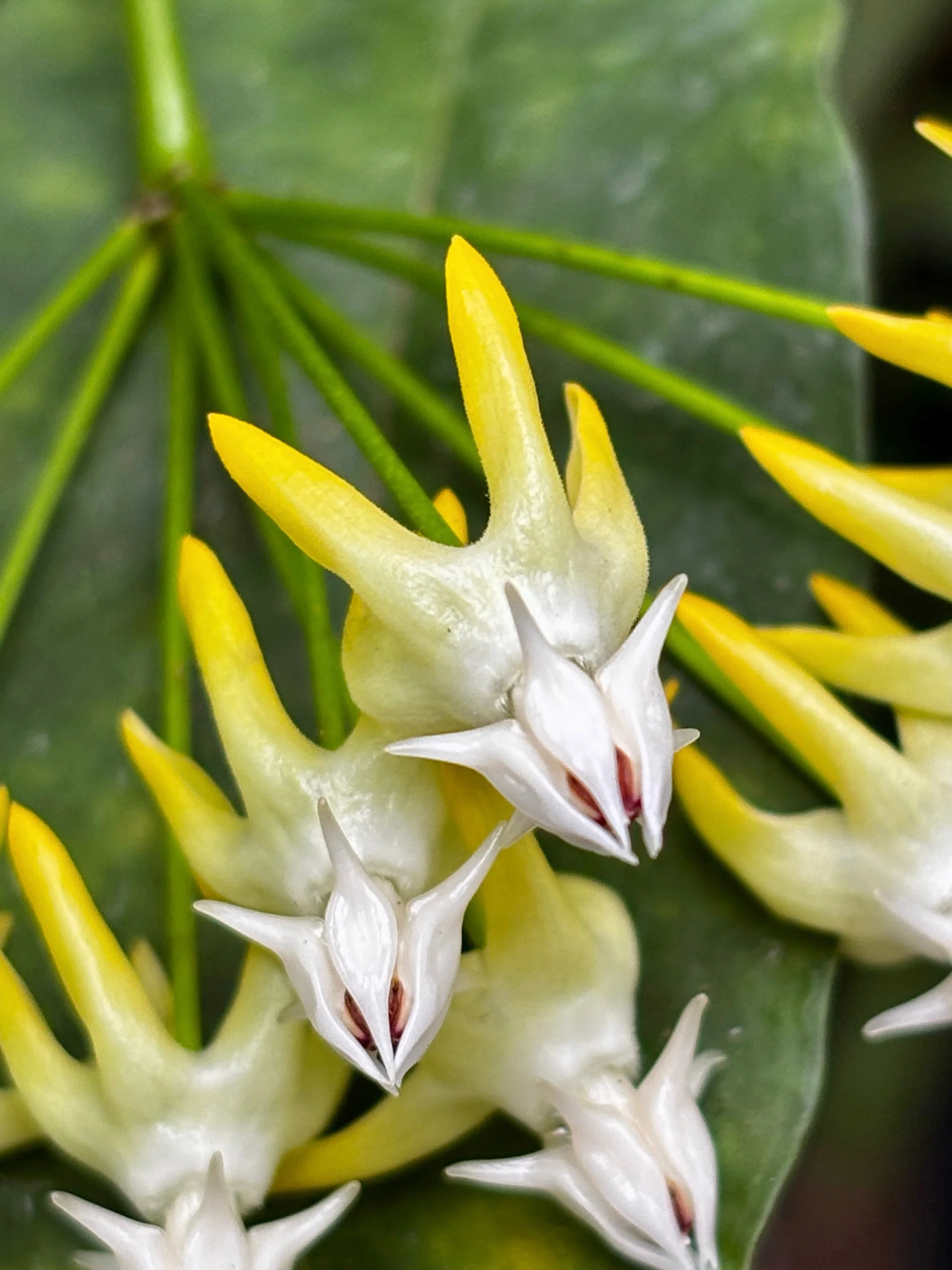 Hoya multiflora H16 - Image 4