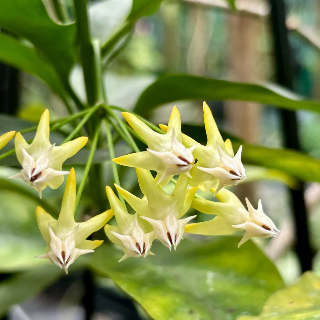 Hoya multiflora H16 - Image 6