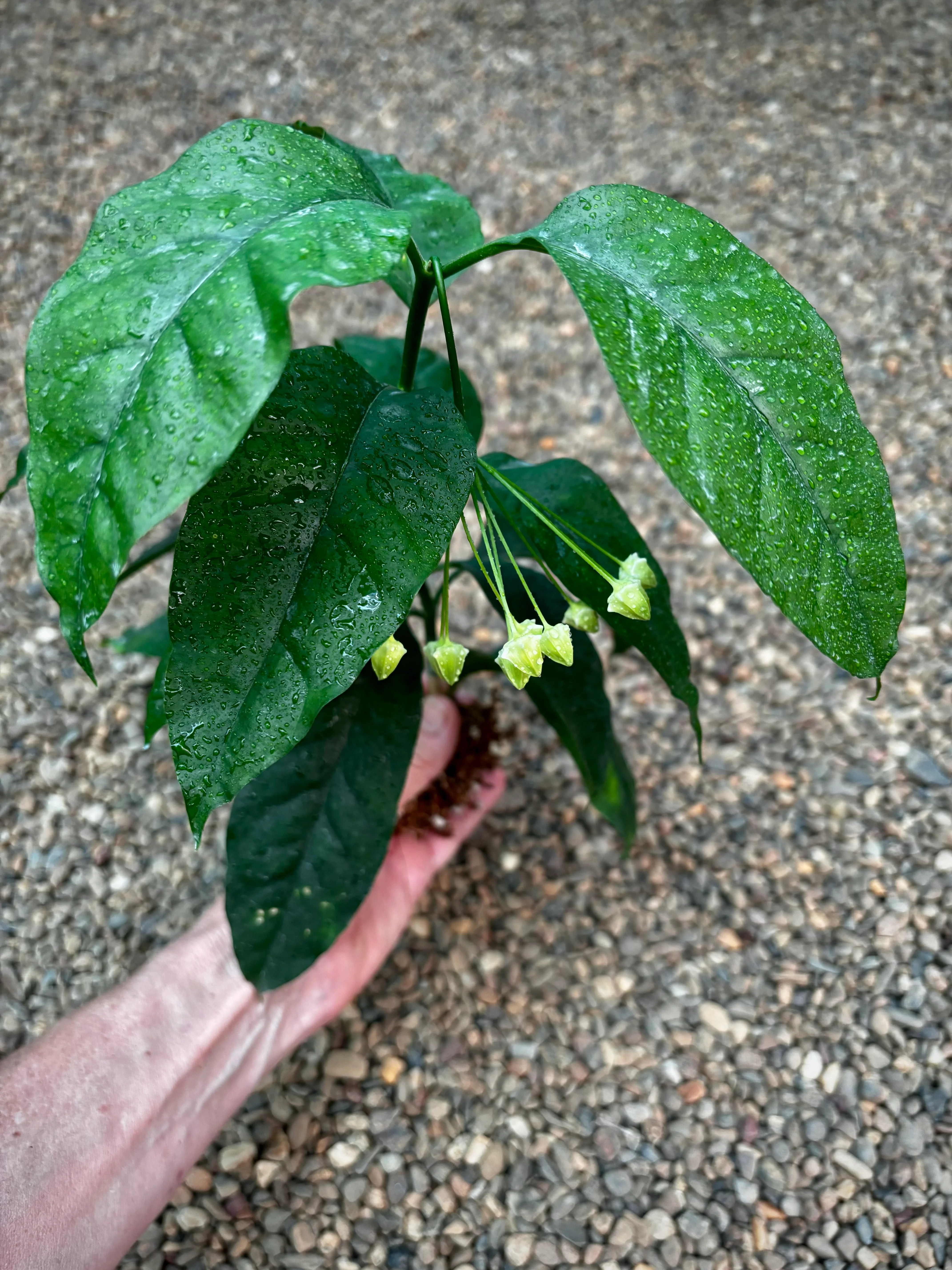 Hoya multiflora H16 - Image 7