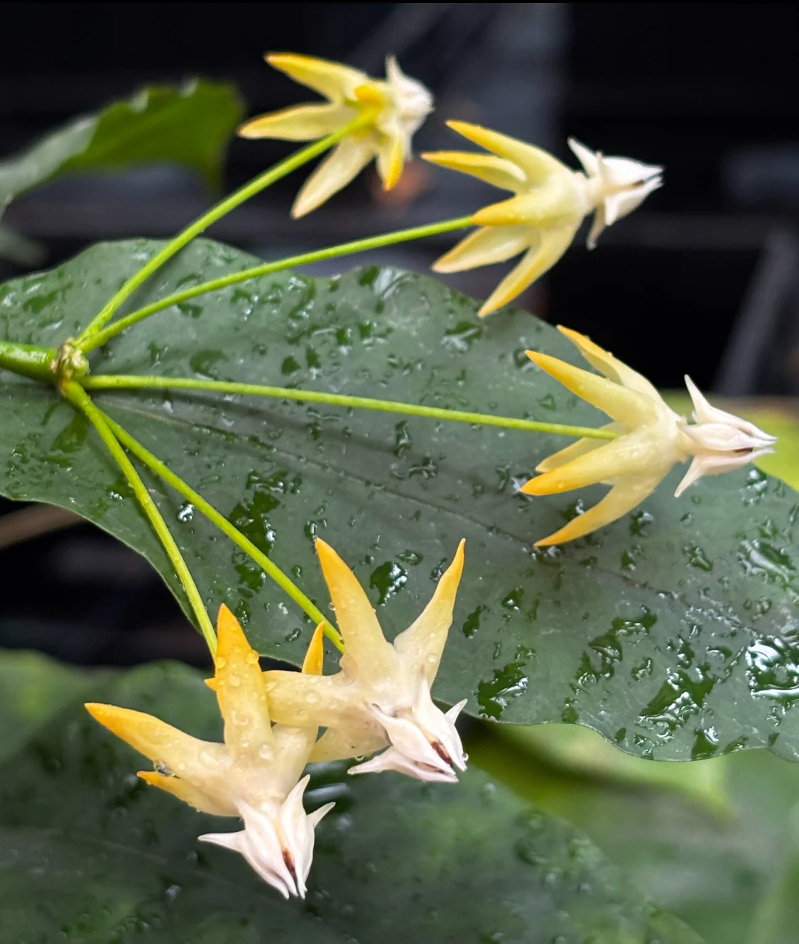 Hoya multiflora H16 - Image 8
