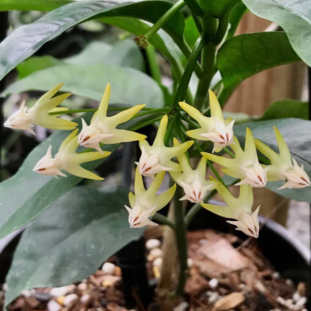 Hoya multiflora H16 - Image 9