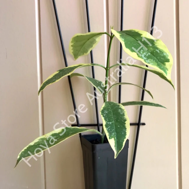 Hoya multiflora albomarginata H113 - Image 4