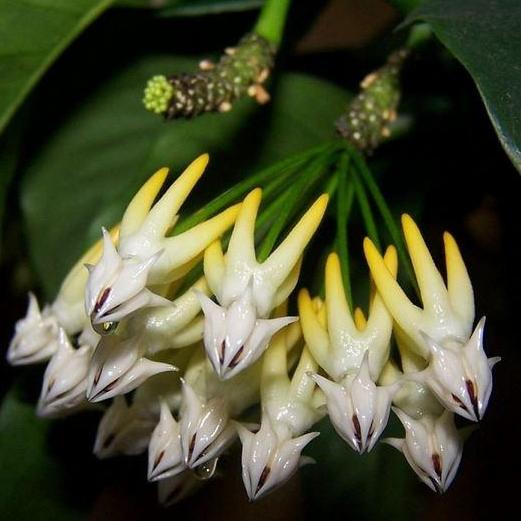 Hoya multiflora Java IML 0153 H32 - Image 2