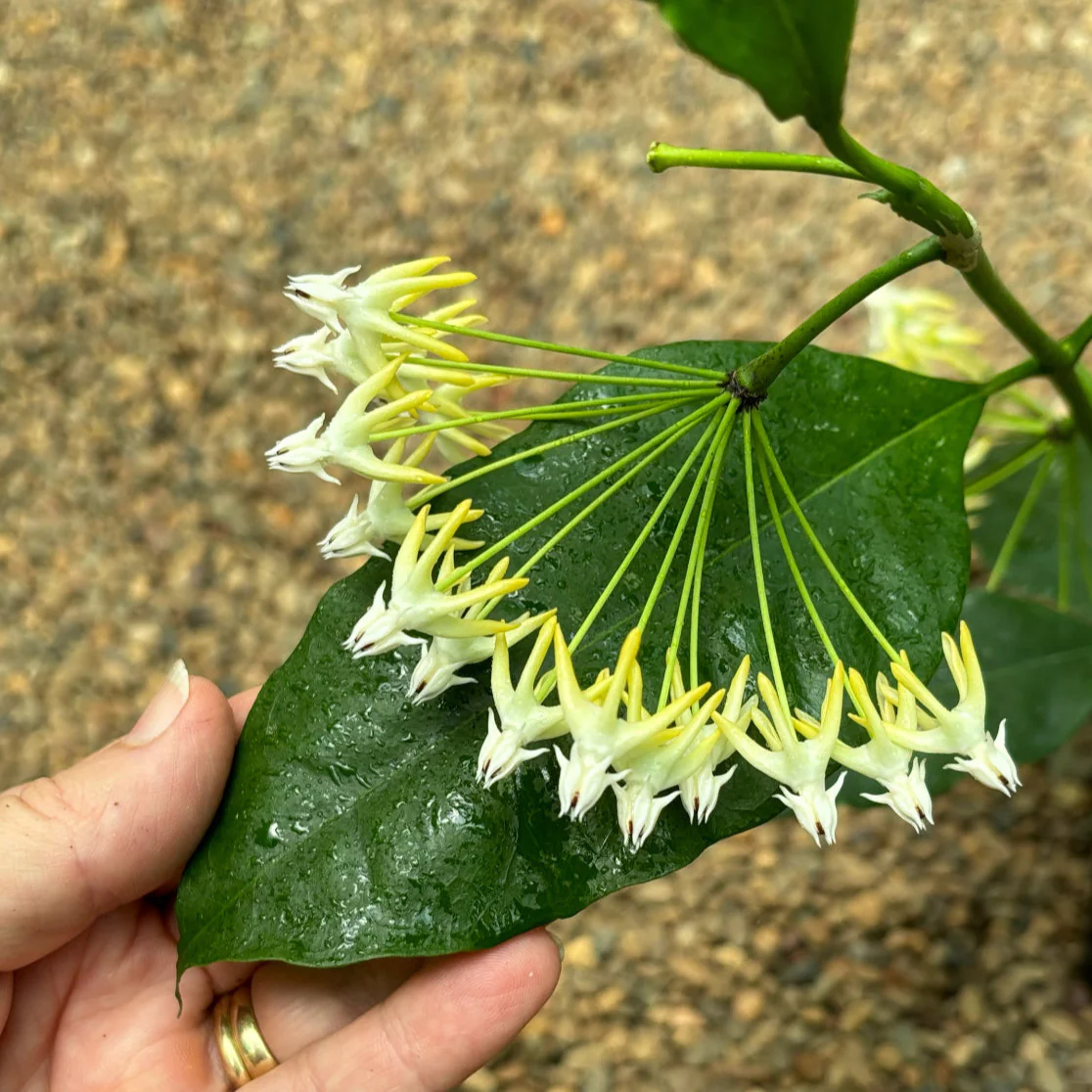Hoya multiflora 'Shooting Star' IML 0182 H111 - Image 2